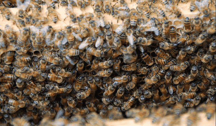 Происшествия: В пригороде Лос-Анджелеса рой пчел напал на людей