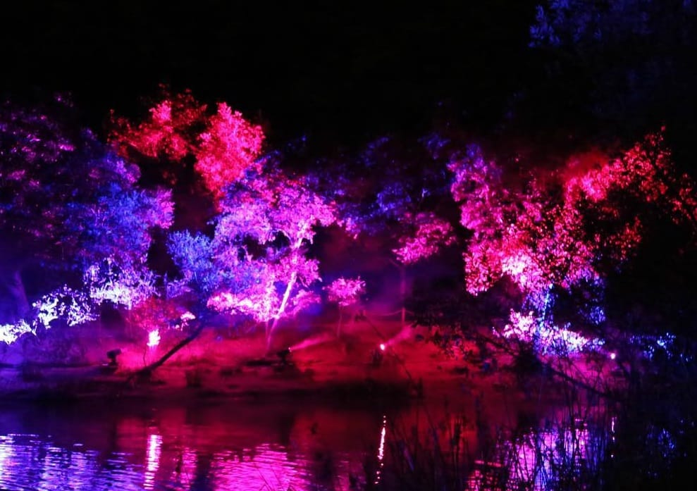 Афиша: Enchanted: Forest of Light