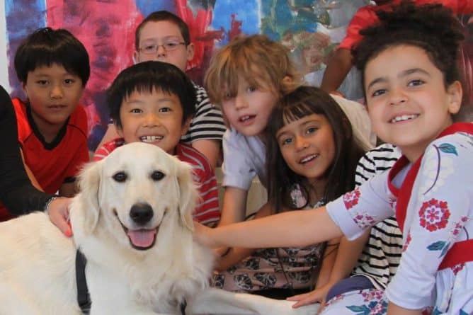 Общество: "Собаки комфорта" помогут нью-йоркским школьникам справиться с нагрузкой