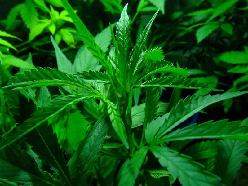 легализация марихуаны в