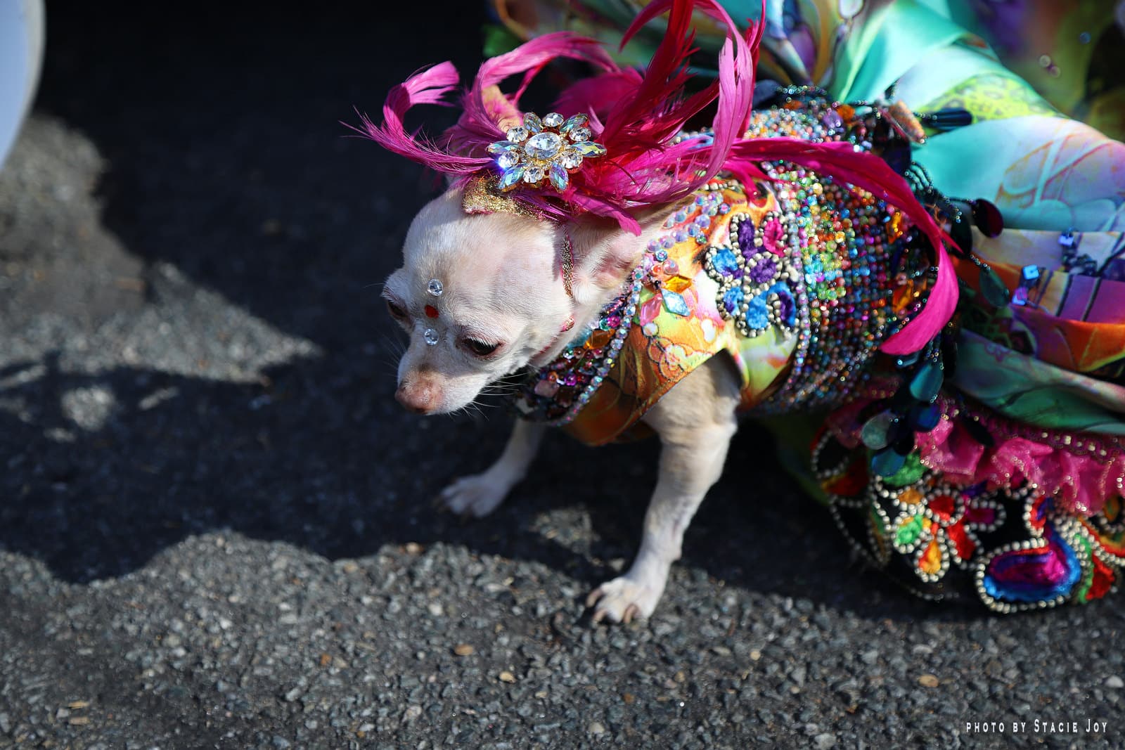 Афиша: Halloween Dog Parade в Нью-Йорке (фото) рис 2