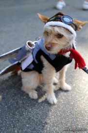 Афиша: Halloween Dog Parade в Нью-Йорке (фото)