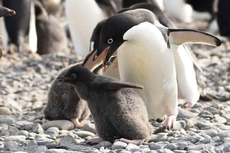 В мире: Adelie penguin chicks