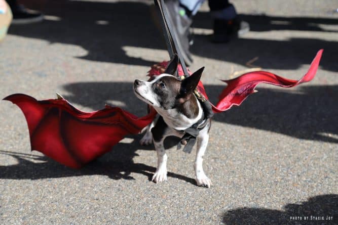 Афиша: Halloween Dog Parade в Нью-Йорке (фото)
