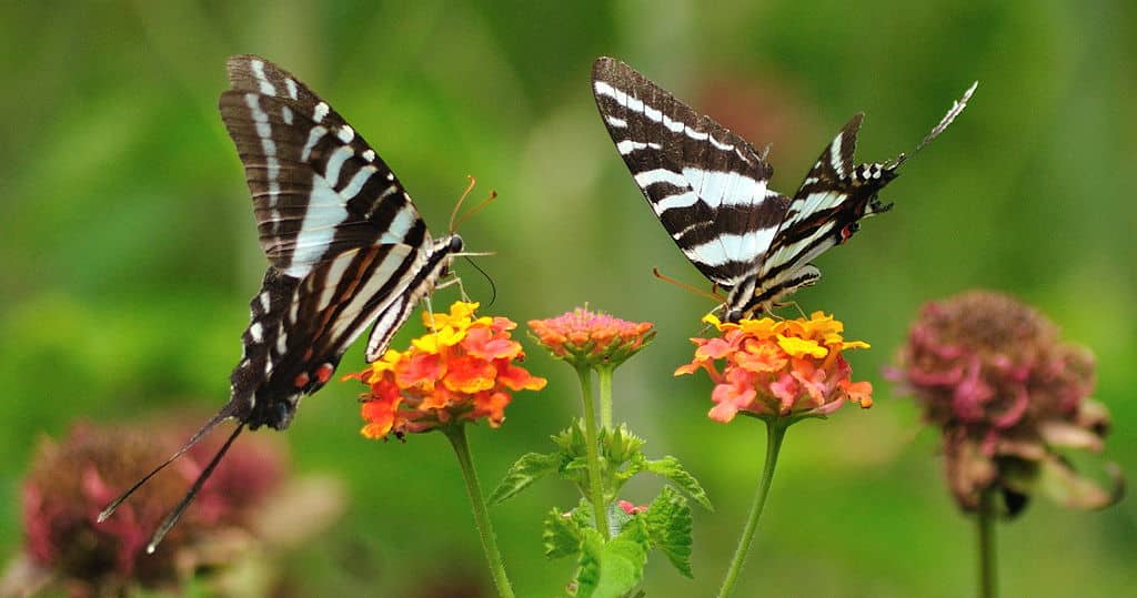 Афиша: Butterflies