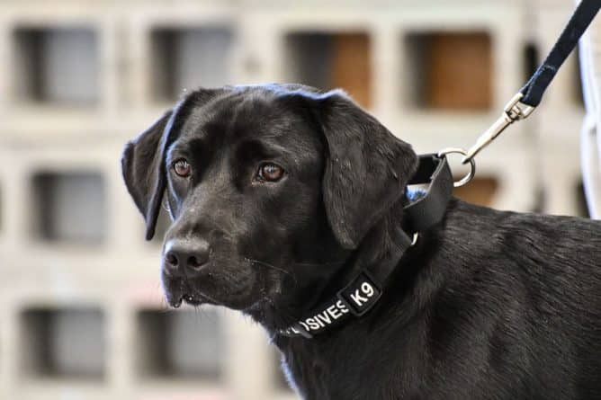 Общество: Собака из подразделения К-9 ЦРУ отказалась искать взрывчатку и отправилась в отставку