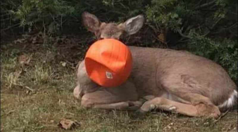 Общество: В Огайо любопытный олень застрял в хэллоуинской тыкве