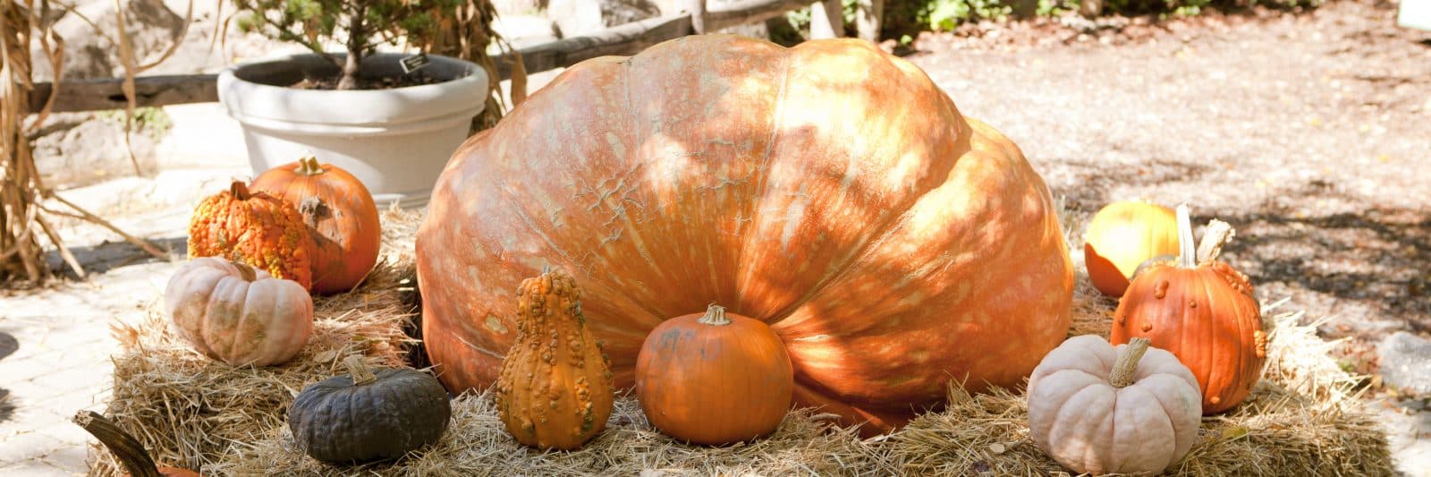 Афиша: Giant Pumpkin Weekend