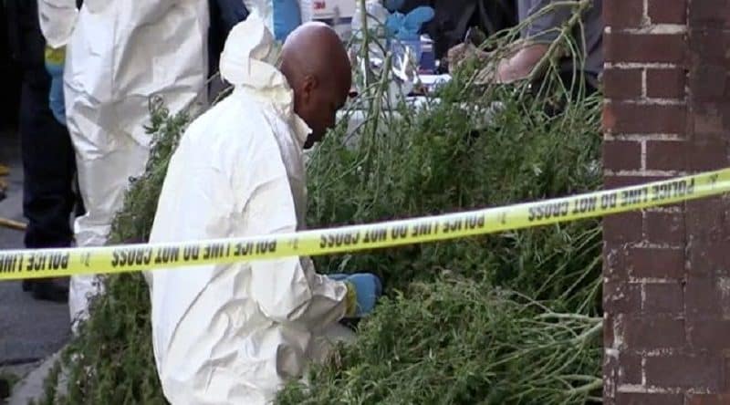 Происшествия: Полиция обнаружила гигантские кусты марихуаны в жилом доме