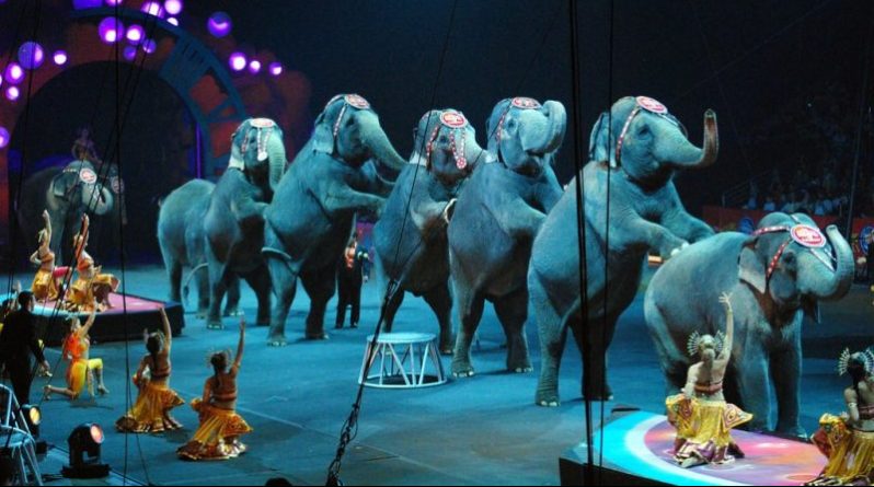 Общество: В цирках штата Нью-Йорк официально запретили эксплуатацию слонов