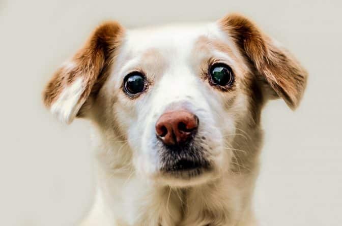 Общество: Собакам, спасенным из Пуэрто-Рико, ищут дом