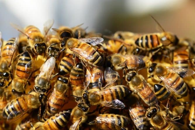 Общество: 30,000 пчел поселились в доме в Нью-Джерси