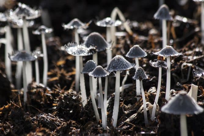 Общество: «Волшебные» грибы могут помочь справиться со стрессом