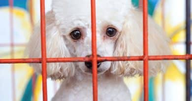 Закон и право: В Калифорнии запретили продажу животных с «щенячьих фабрик»