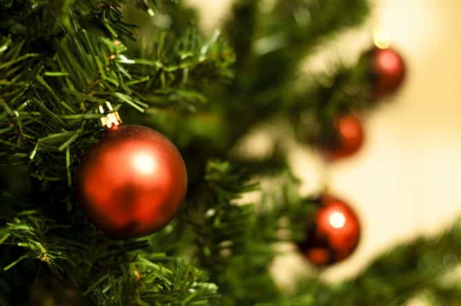 Полезное: Клещи и пауки: как избежать "бонусов" при покупке рождественской елки