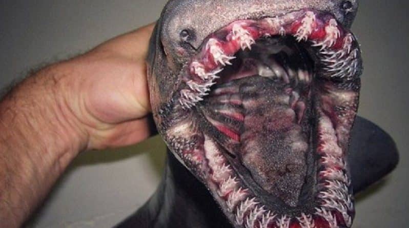 Досуг: Поймана акула-«демон» с головой змеи и 300 зубами