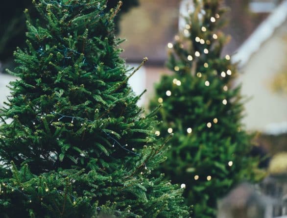 Полезное: Праздничный сезон в Нью-Йорке: как выбрать рождественскую ель