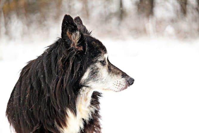 Закон и право: В Пенсильвании закон запретит оставлять собак на улице в мороз