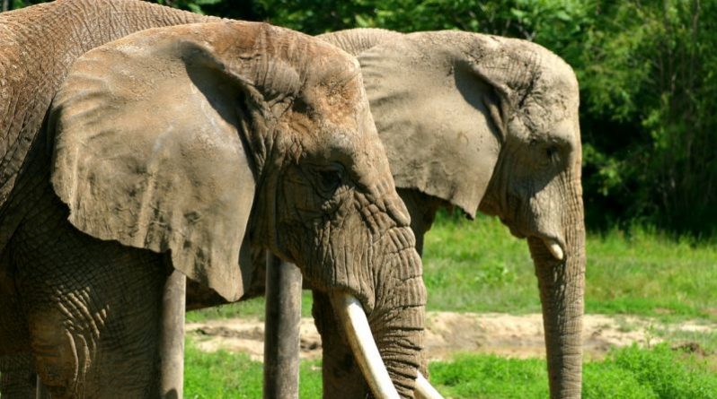 Закон и право: Администрация Трампа одобрила ввоз бивней слонов в качестве трофеев