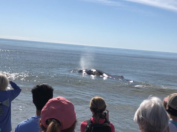 Общество: Биологи усыпили выброшенного на берег кита