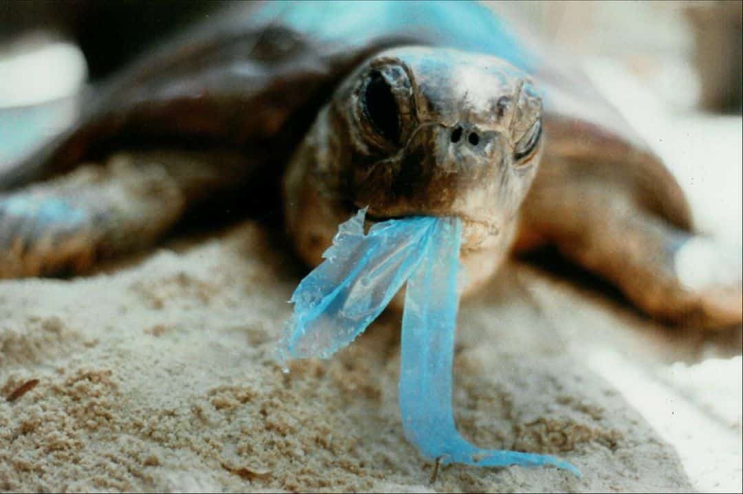 Бизнес: Черепашка ест пластик