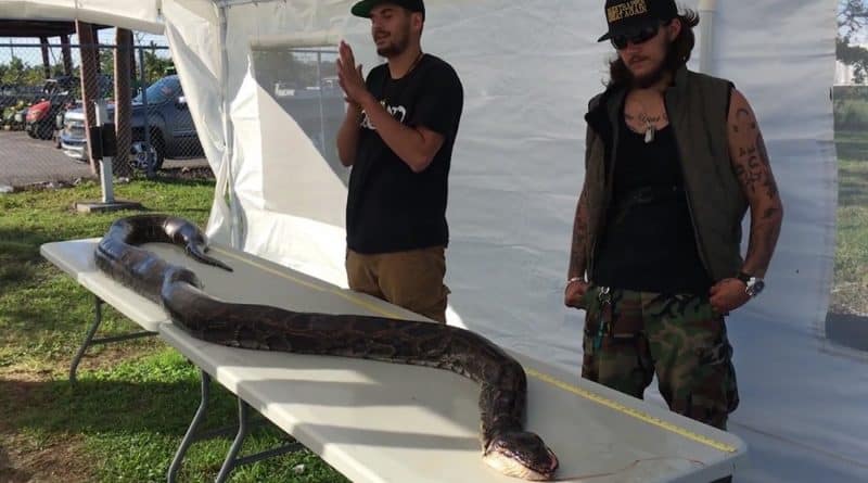 17 feet python
