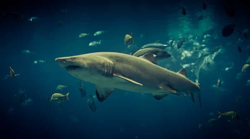 Происшествия: Тигровая акула убила плавающую с инструктором американскую туристку у берегов Коста-Рики