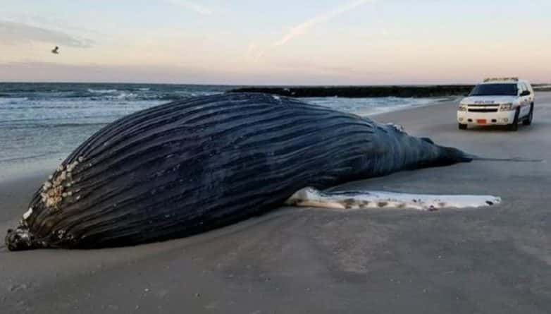 Общество: Труп кита выбросило на берег Лонг-Айленда