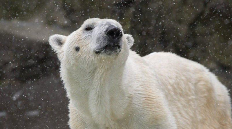 Общество: В зоопарке Бронкса умерла единственная белая медведица Тундра
