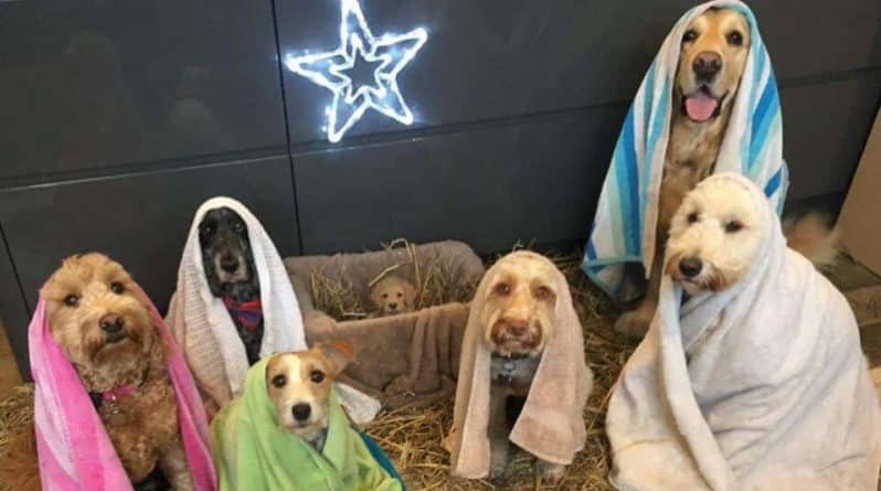 Общество: Женщина воссоздала сцену рождения Христа с помощью собак