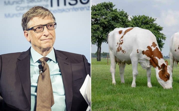 Наука: Билл Гейтс инвестирует миллионы в «суперкорову»