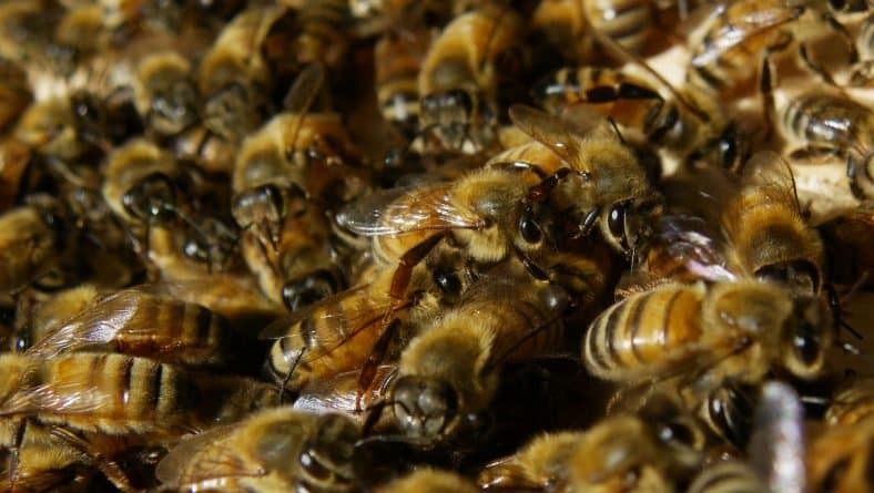 Локальные новости: Вандалы убили 200 тысяч пчел в Калифорнии, облив улья дизельным топливом
