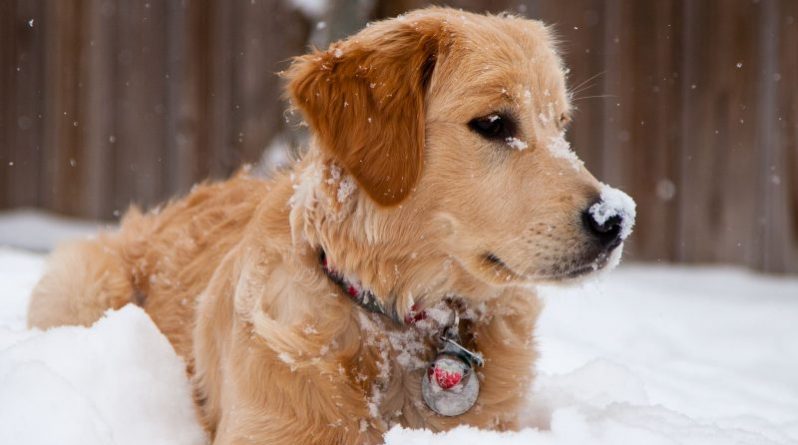 Происшествия: Владельцам предъявили обвинения после того, как их собака до смерти замёрзла на улице
