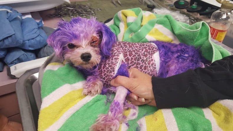 Популярное: Собака c трудом выжила после окрашивания шерсти в фиолетовый цвет