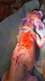 Популярное: Собака c трудом выжила после окрашивания шерсти в фиолетовый цвет рис 2