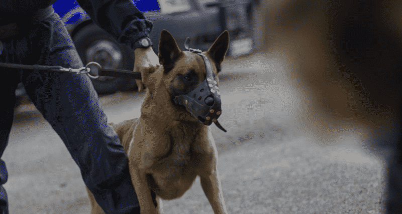 Происшествия: Преступник укусил полицейскую собаку