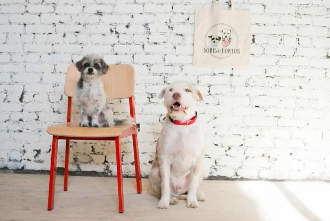 Общество: В East Village открывается кафе, куда можно пойти с собакой