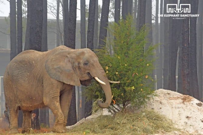 Закон и право: Нью-Джерси станет первым штатом, в котором запретят слонов в цирке