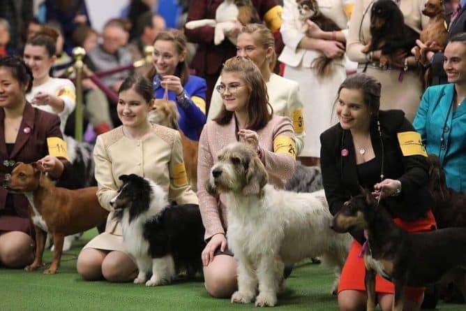 Афиша: Все что нужно знать о выставке собак Westminster Kennel Dog Show