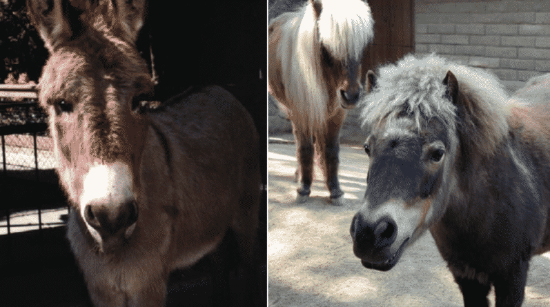 Происшествия: Стая собак растерзала миниатюрных лошадей в калифорнийском зоопарке
