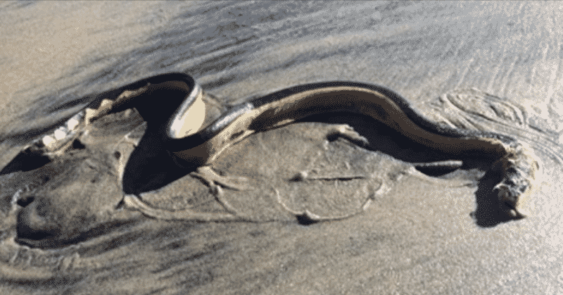 Происшествия: У берегов Калифорнии появился редкий вид ядовитых змей