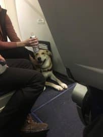 Путешествия: Собака укусила девочку на борту Southwest Airlines