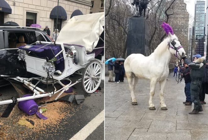 Происшествия: Испуганная лошадь стала причиной аварии в Нью-Йорке