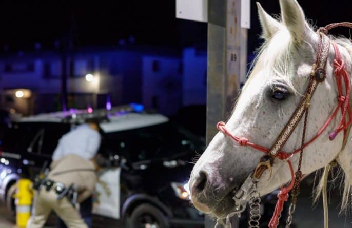 Локальные новости: В пригороде Лос-Анджелеса задержан пьяный лихач на белом коне