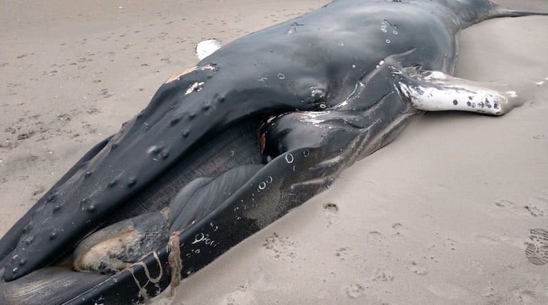 Локальные новости: Мертвого кита выбросило на пляж в Нью-Йорке (фото)