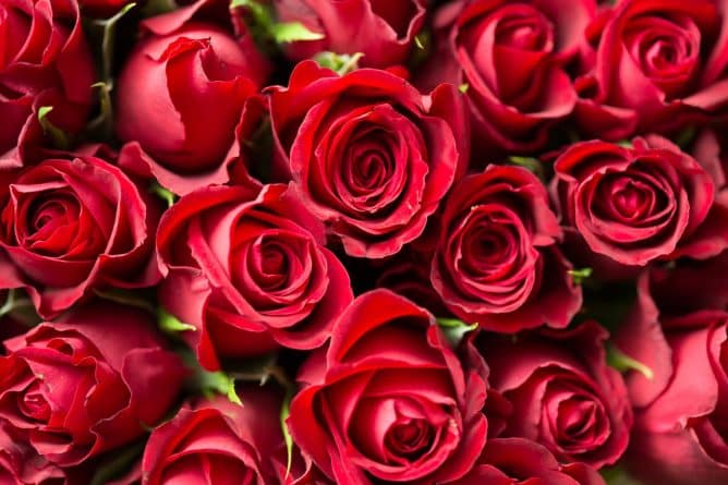 Полезное: В День святого Валентина Costco раздает розы почти что даром