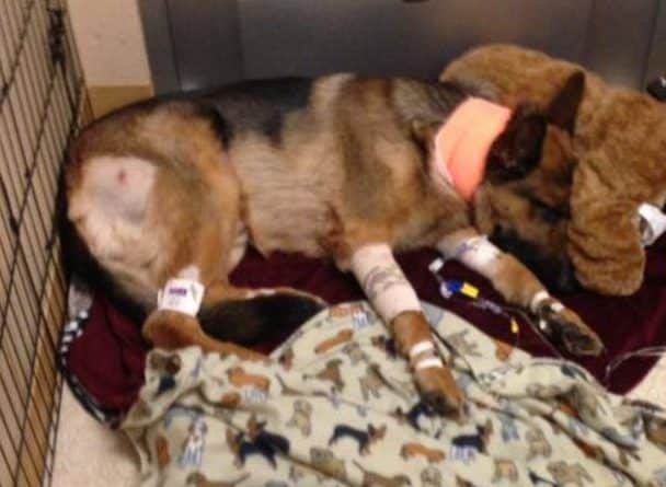 Происшествия: Собака попала в больницу, спасая 16-летнего хозяина от грабителей