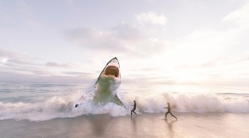 Локальные новости: Во Флориде самый высокий риск нападения акул в мире