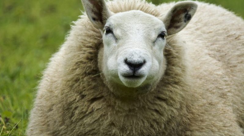 Наука: Ученые США вырастили эмбрион с клетками овцы и человека