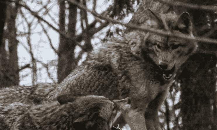 Локальные новости: В пригороде Нью-Йорка бешеные койоты атакуют людей